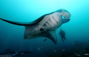 manta ray maldives