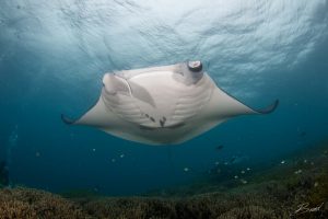 manta in shallow water