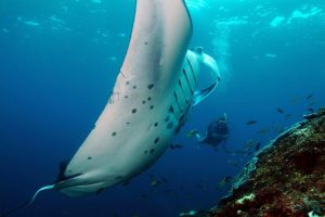 manta point bali