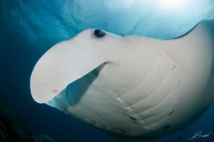 manta ray close