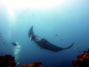 manta ray dive