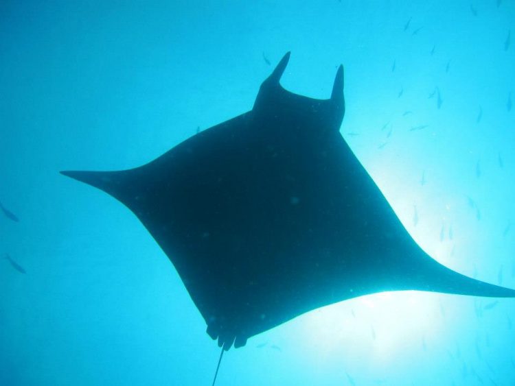 manta ray galapagos | RUSHKULT