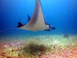 manta ray komodo