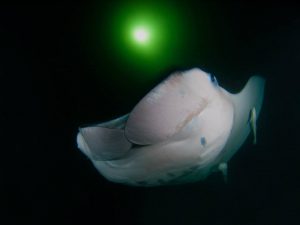 manta ray maldives