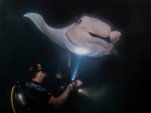 manta ray night diving maldives