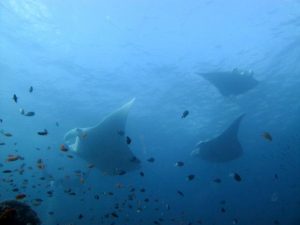 manta rays