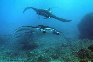 manta rays balu