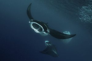 manta rays palau