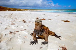 marine iguana on beach