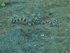 mimic octopus