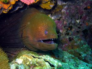 moray