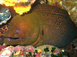 moray eel 4