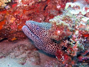 moray eel sodwana bay