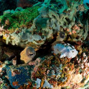 moray eels in coral