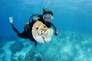 nautilus diver palau