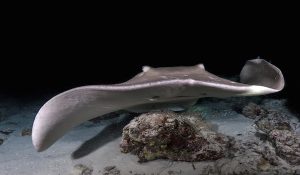 night diving sting ray