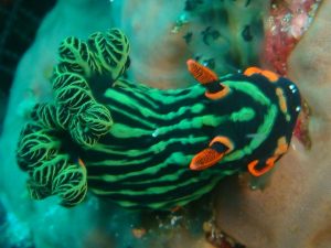 nudibranch 3