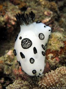 nudibranch 7