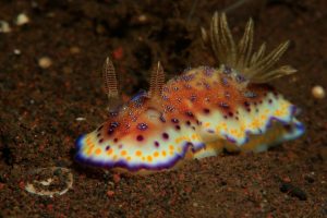 nudibranch bali