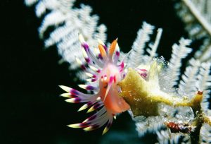 nudibranch white and pink