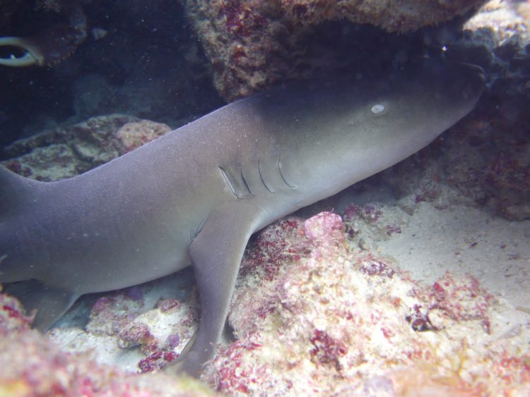 These 4 sharks are likely to be encountered by scuba divers in Cozumel |  RUSHKULT