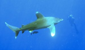 oceanic white tip