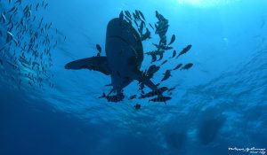 oceanic whitetip shark red sea