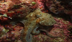 octopus on night dive