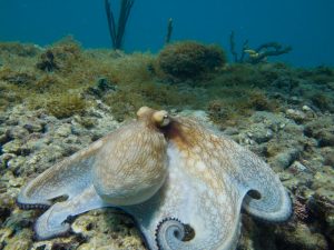 octppus diving granada