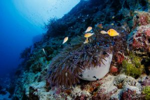 orange clownfish