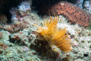 orange nudibranch