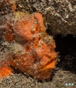 organge frog fish