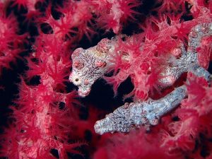 pink pygmee seahorse