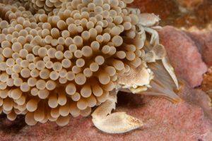 porcelain crab under anemone