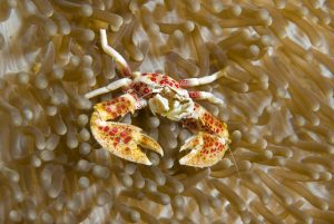 poreclain crab