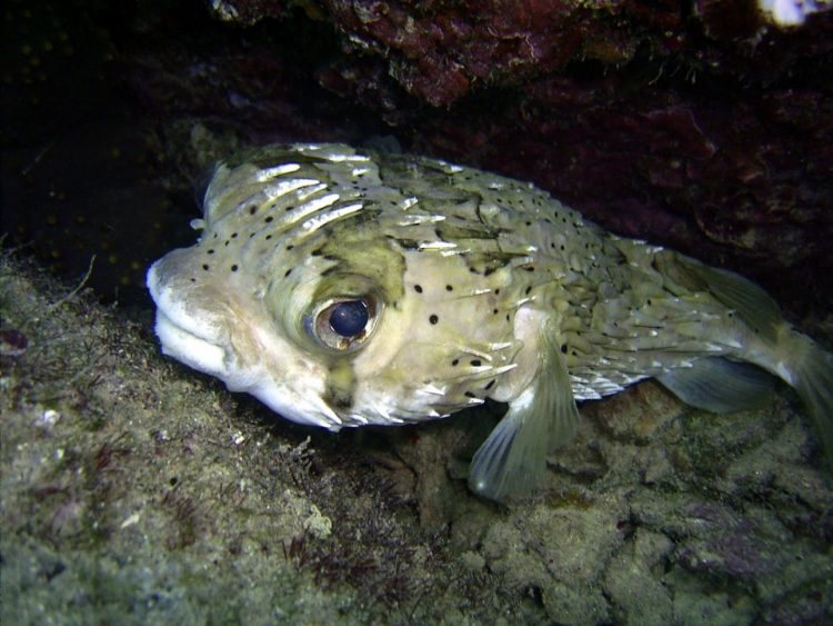 puffer fish aqaba | RUSHKULT