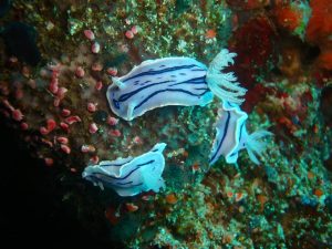 purple nudibranch 2