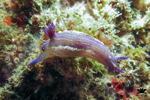 purple nudibranch