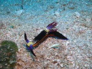 purple nudibranch on sand