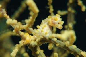 pygmee seahorse