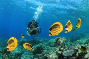 reef fish andaman islands