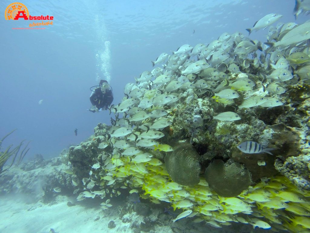 reef in playa del carmen