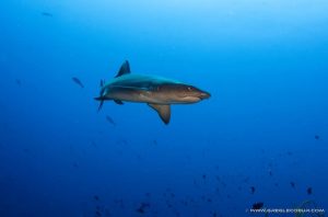 reef shark phillipines