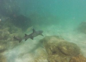 reef sharks in Galapagos