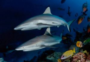 reef sharks seychelles