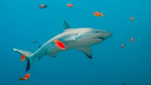 reefshark maldives