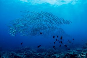 school of barracuda