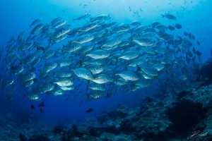 school of fish in blue water