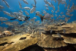 school of fish raja ampat