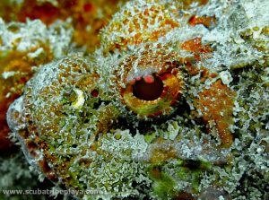 scorpionfish